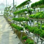 Arable Secures $2.55M to Transform Hydroponic Farming in Saudi Arabia