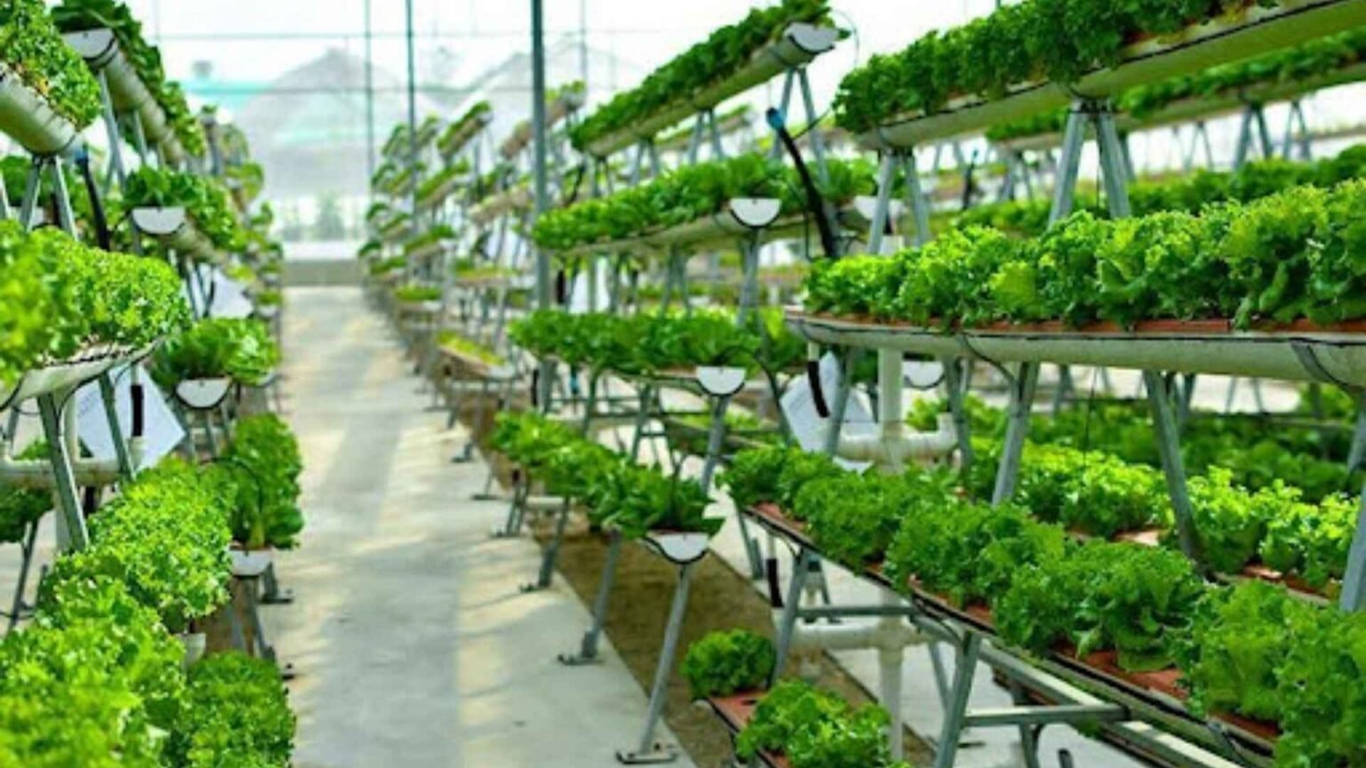 Arable Secures $2.55M to Transform Hydroponic Farming in Saudi Arabia