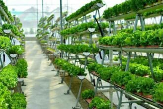 Arable Secures $2.55M to Transform Hydroponic Farming in Saudi Arabia