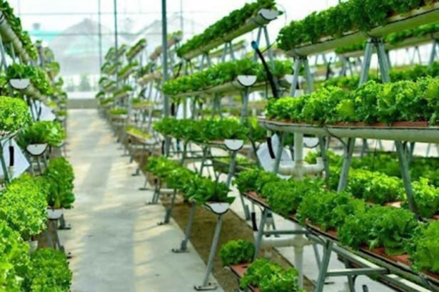 Arable Secures $2.55M to Transform Hydroponic Farming in Saudi Arabia